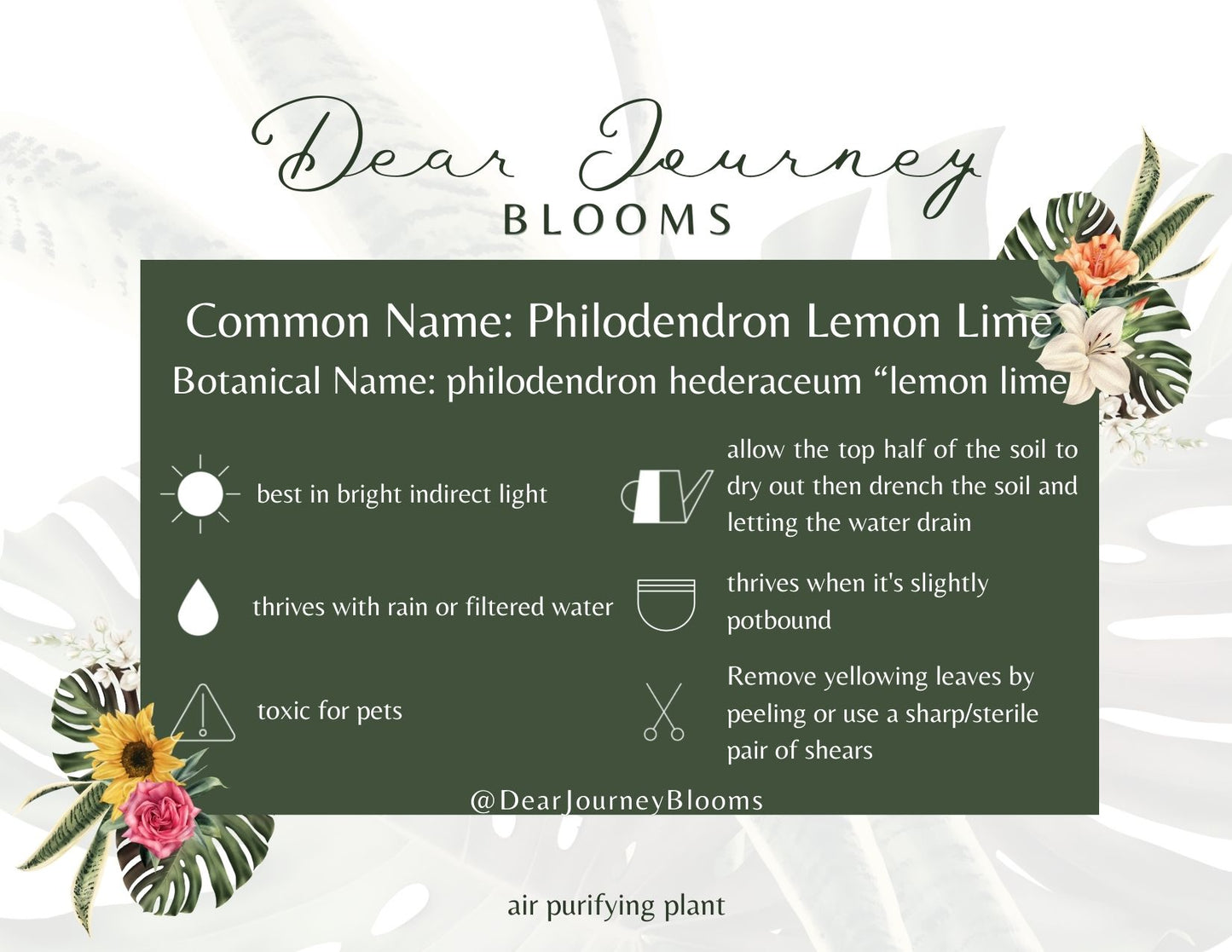 Philodendron Cordatum - Lemon Lime