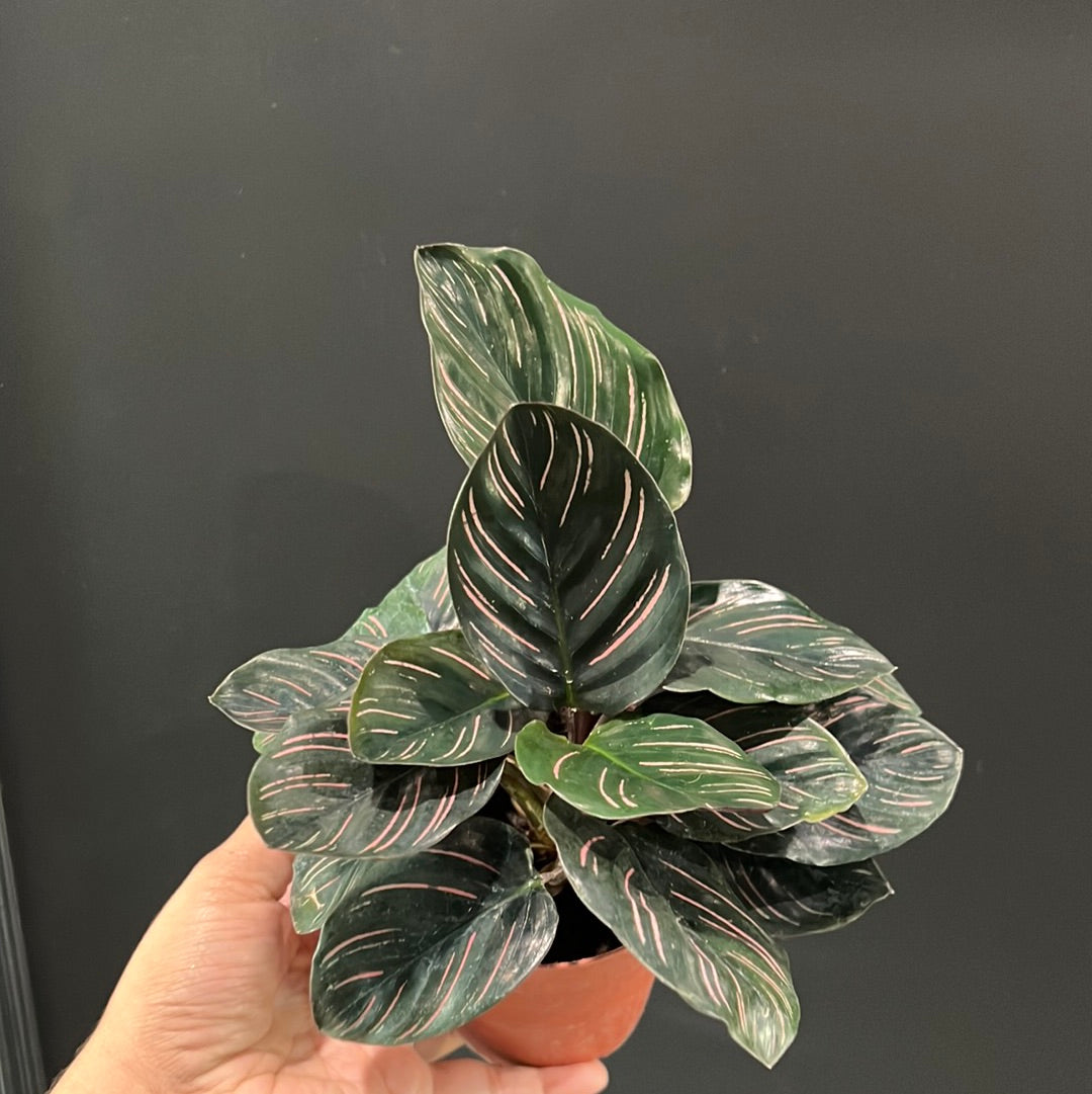 Calathea Assortment