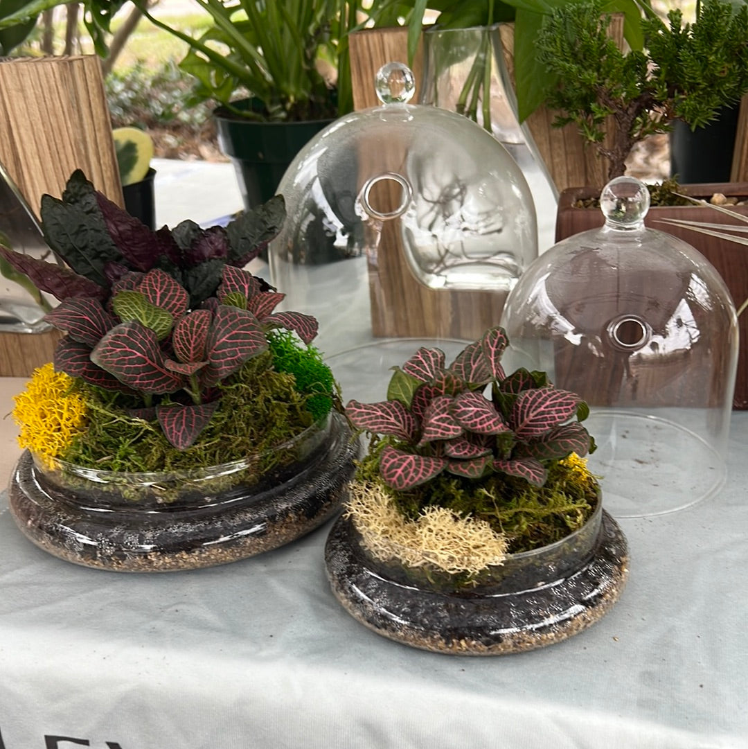 Glass Cloche Terrarium