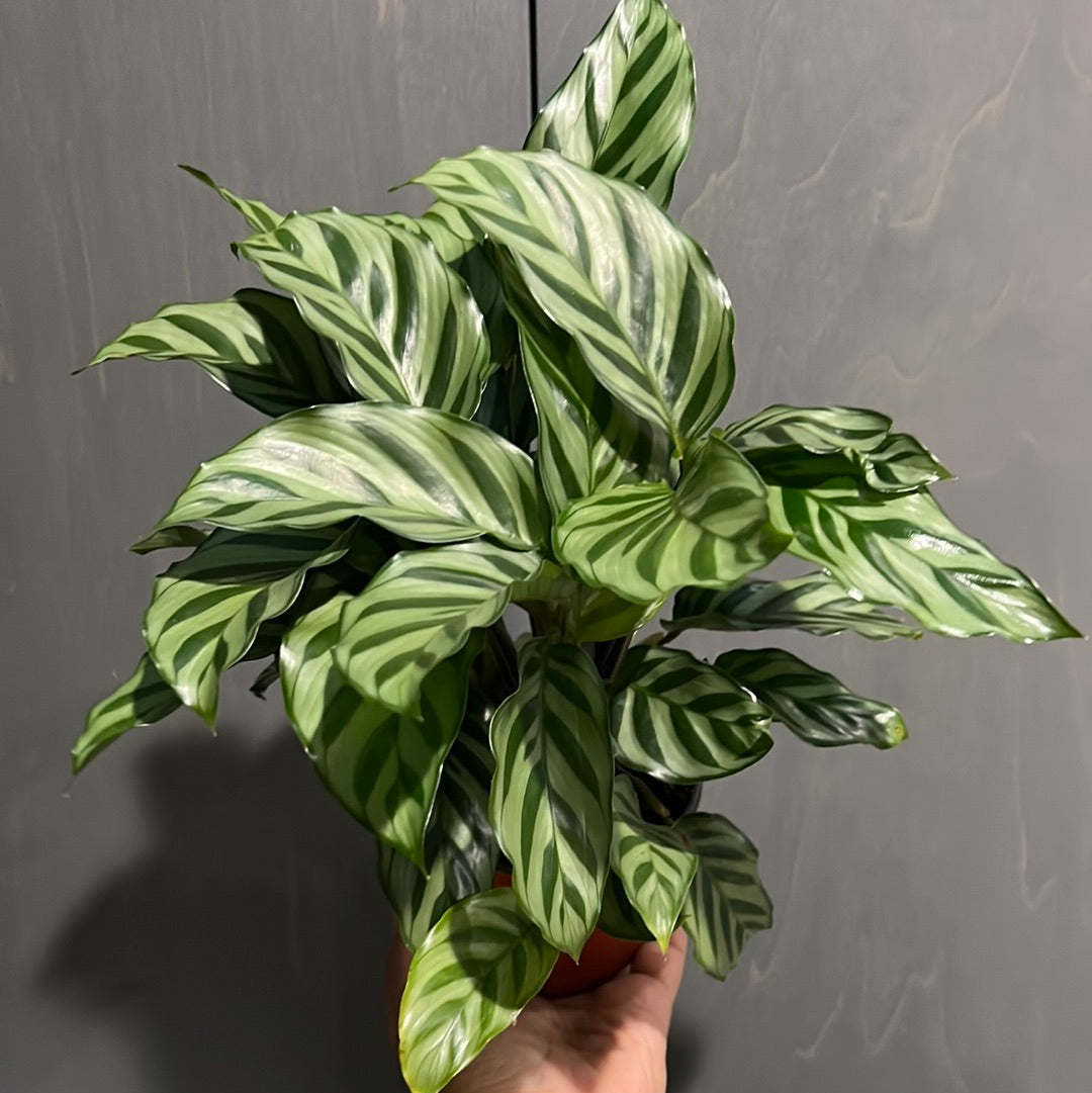 Calathea Assortment