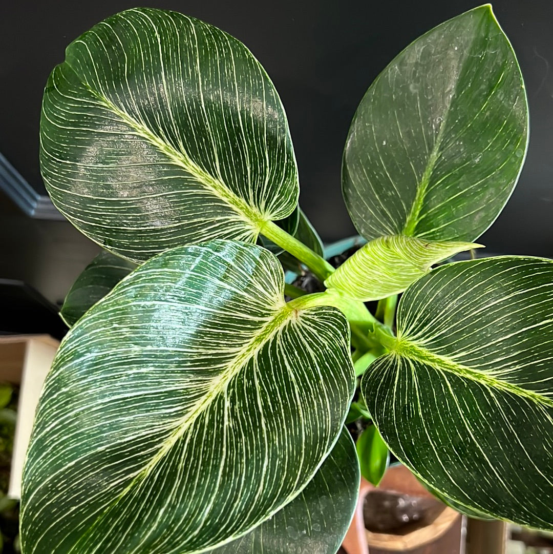 Philodendron Birkin