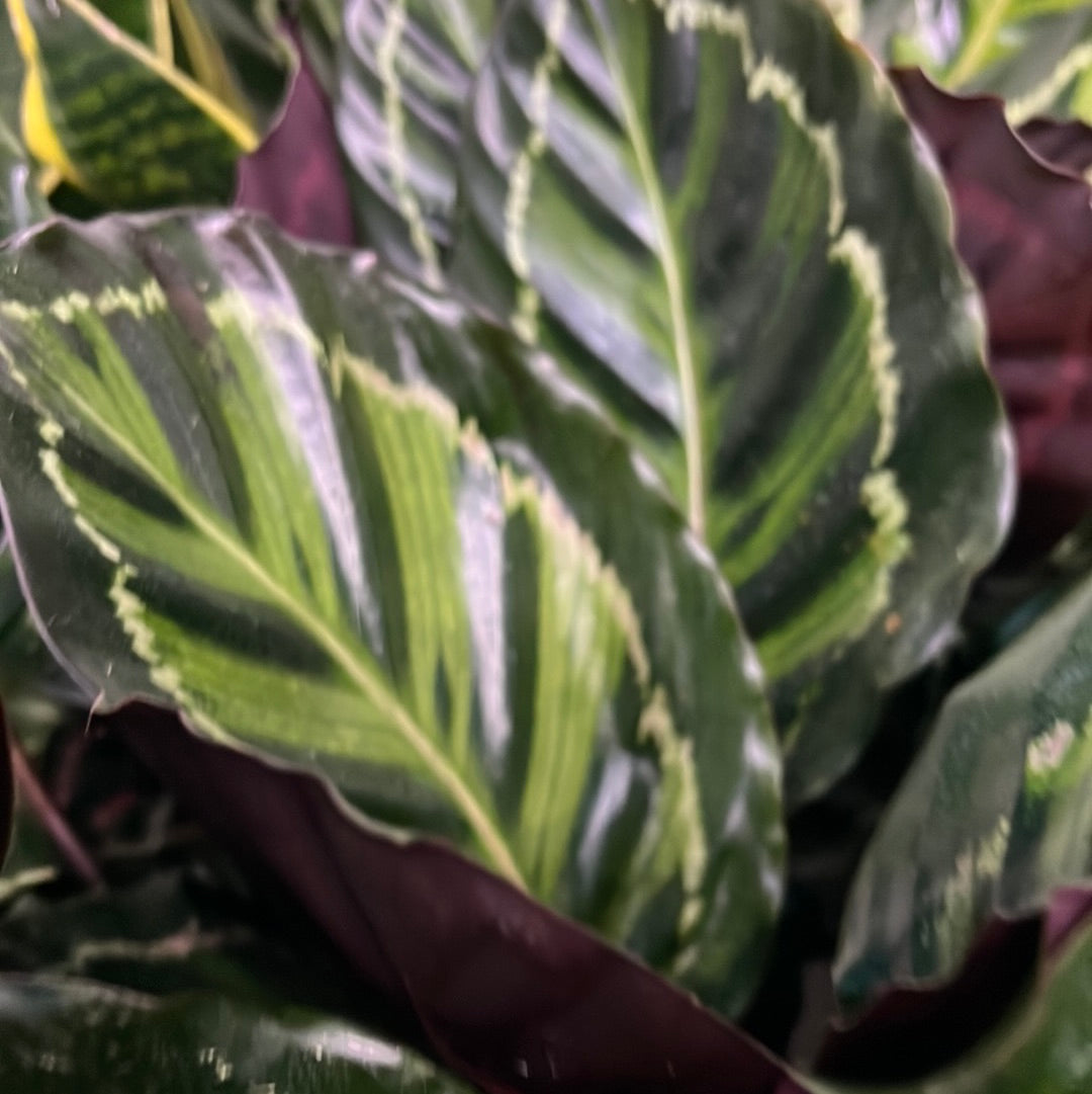 Calathea Assortment