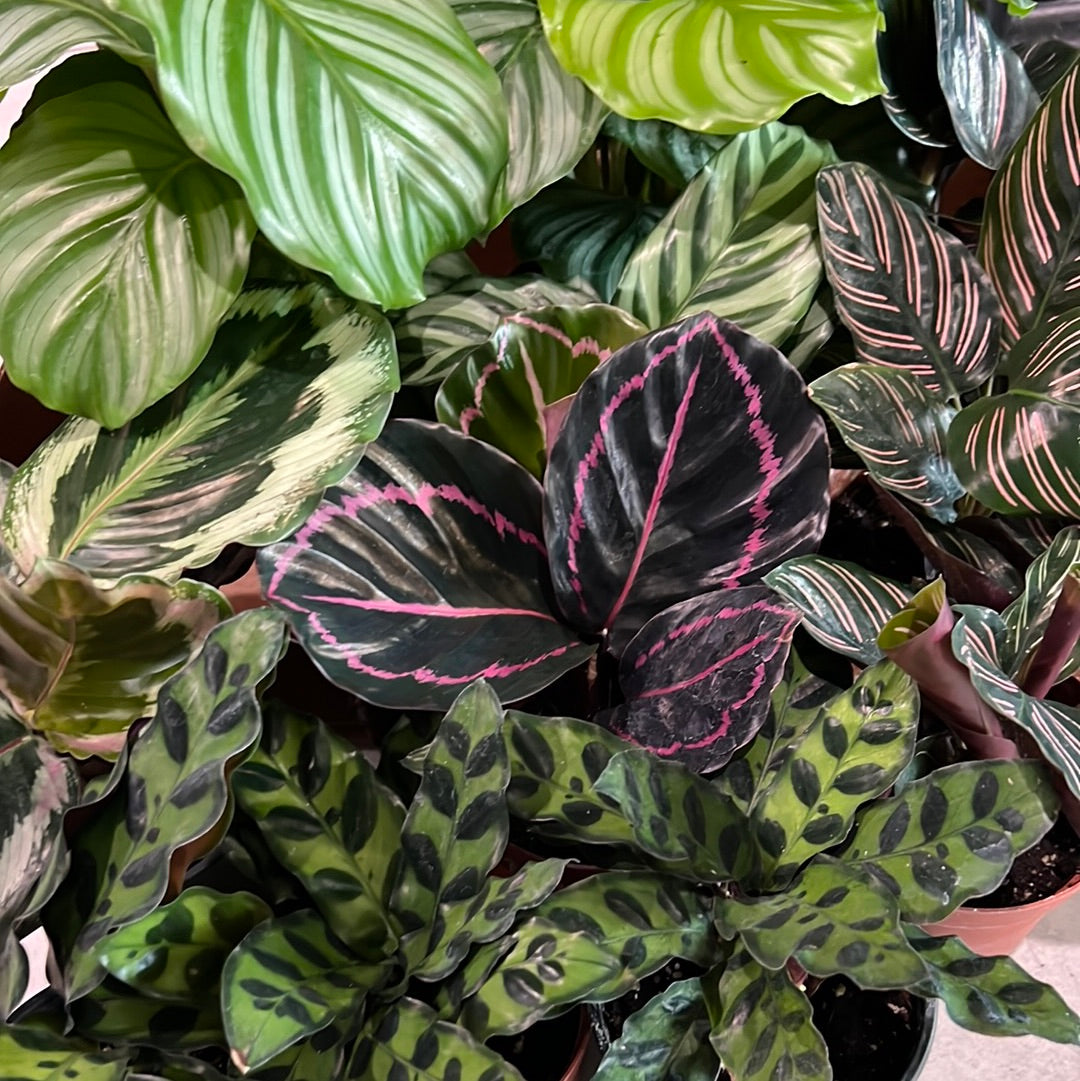 Calathea Assortment