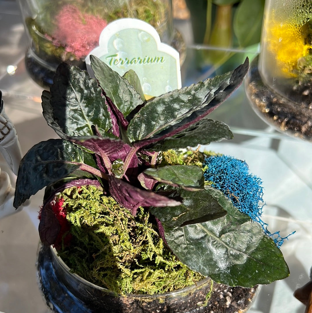 Glass Cloche Terrarium
