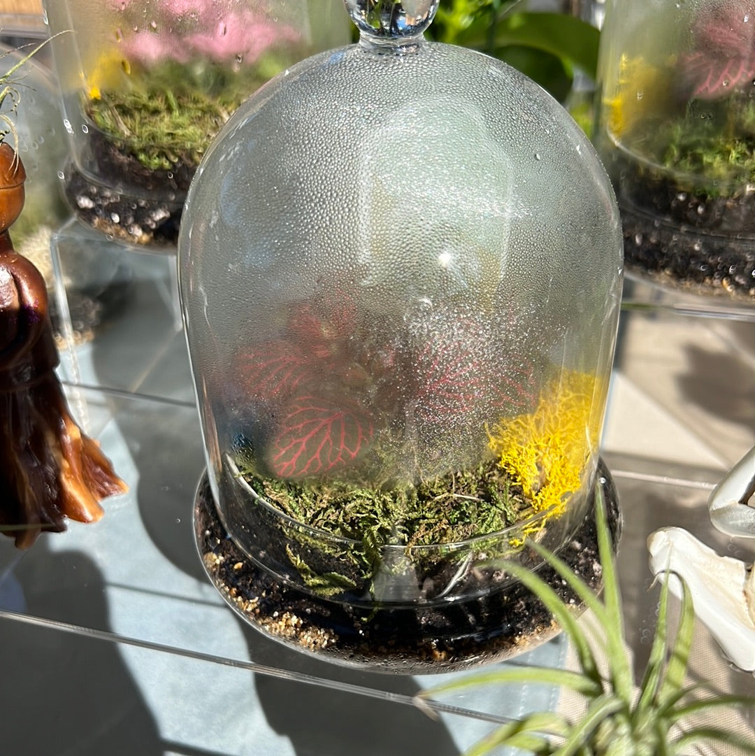 Glass Cloche Terrarium