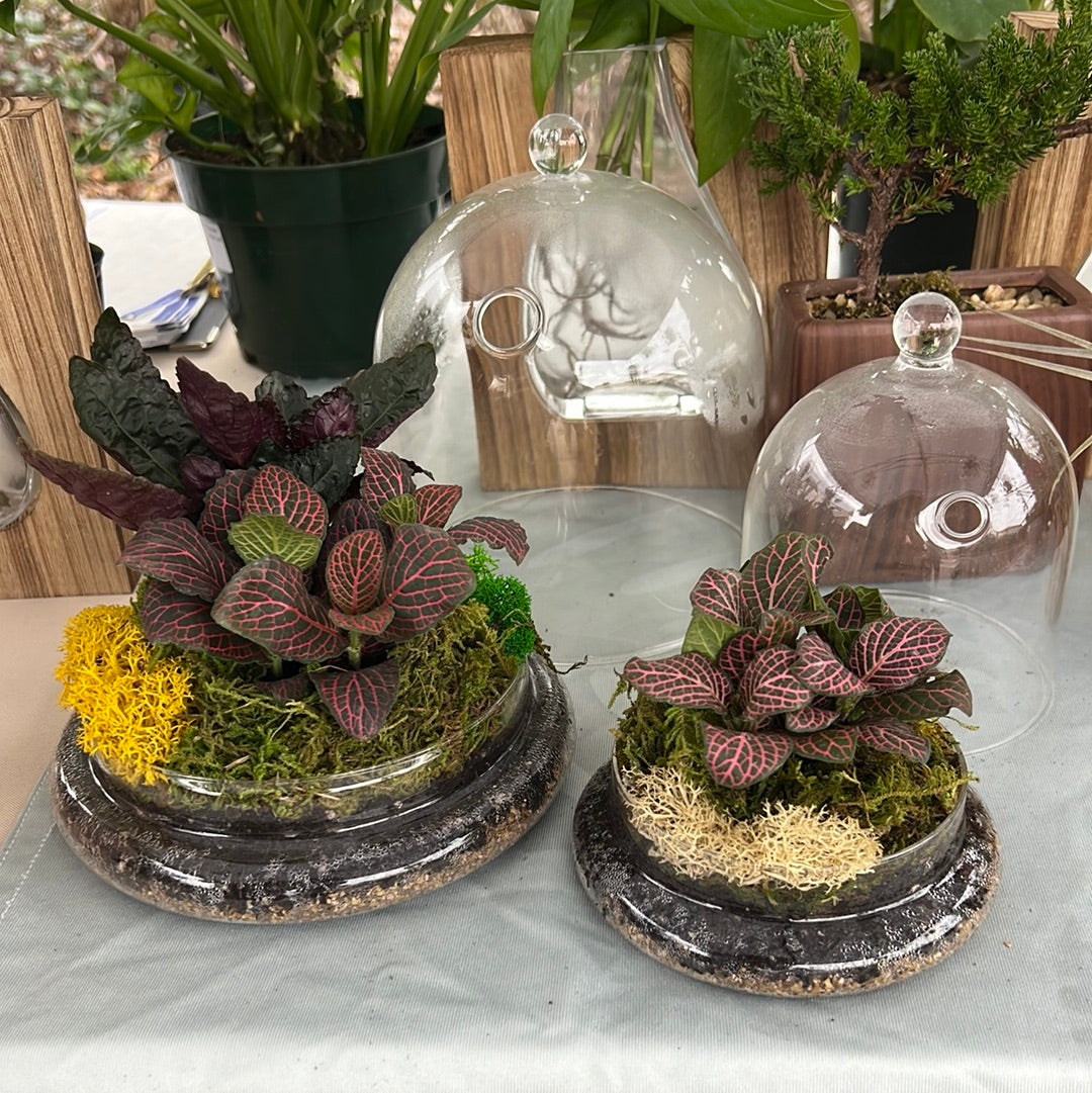 Glass Cloche Terrarium