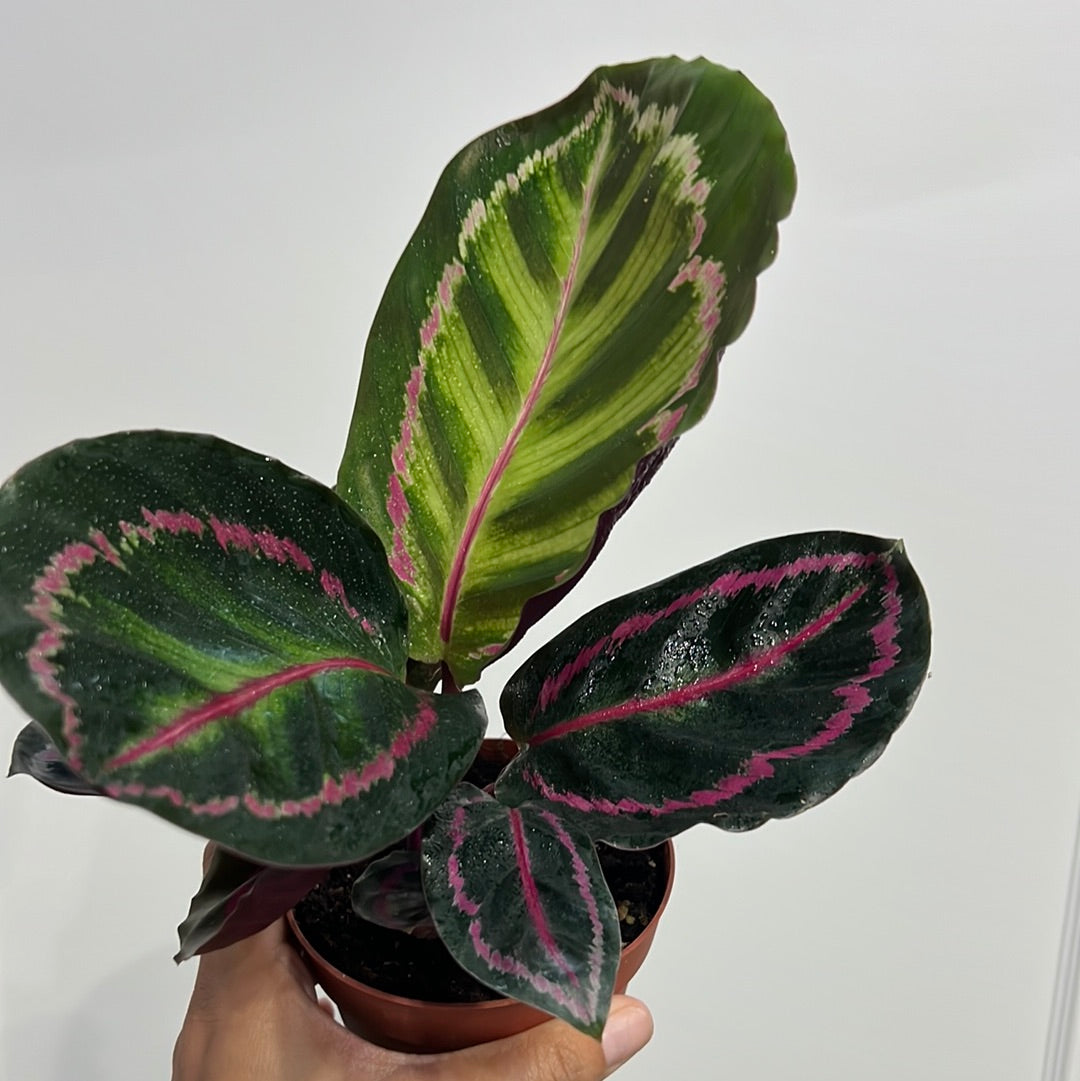 Calathea Assortment