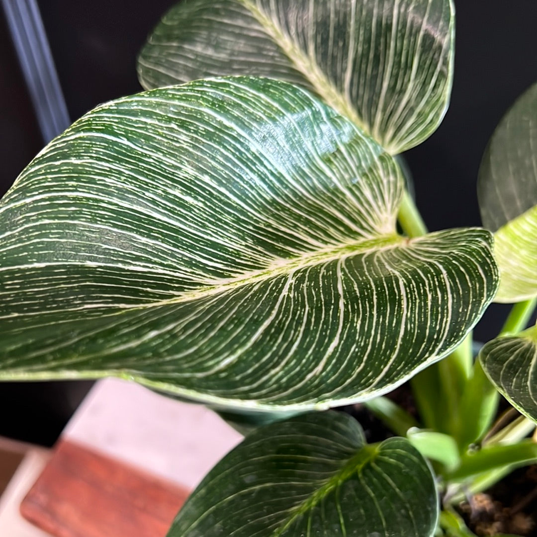 Philodendron Birkin