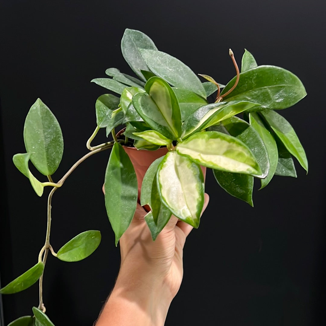Hoya carnosa - 'Krimson Queen' and Princess