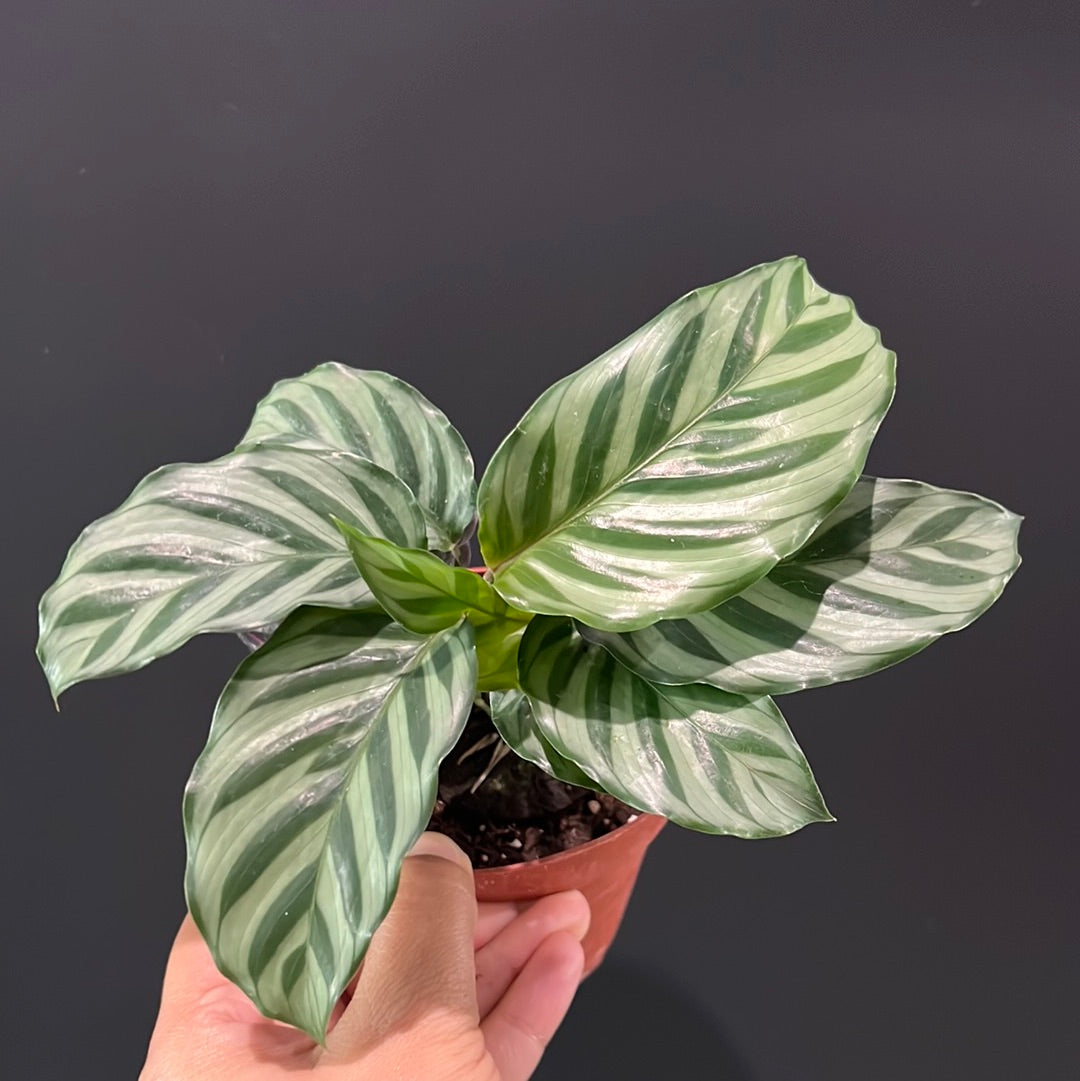 Calathea Assortment