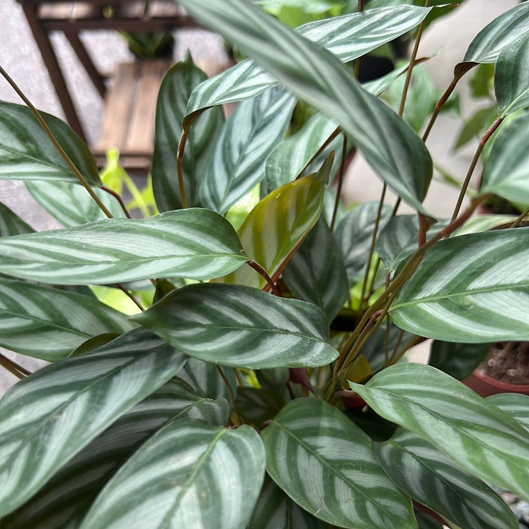 Calathea Assortment