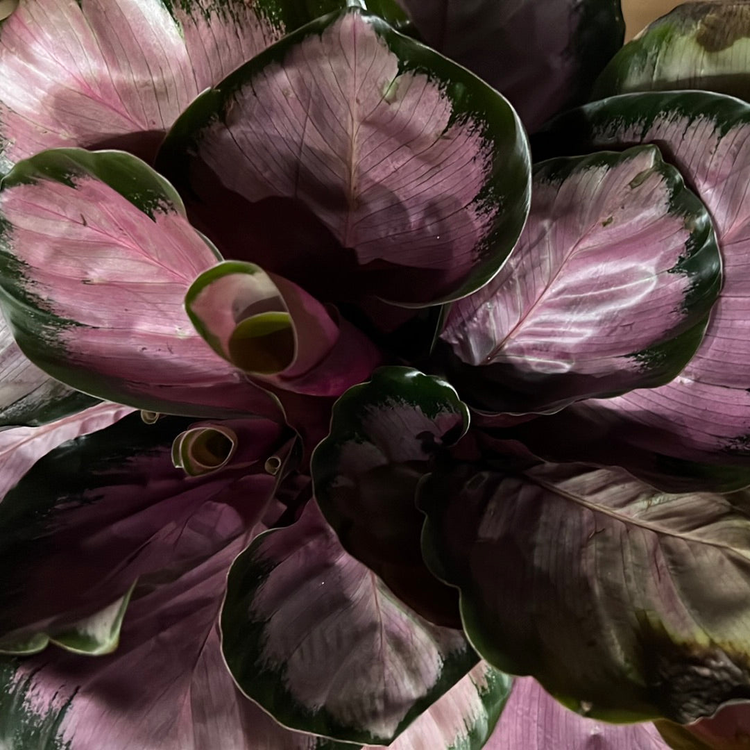 Calathea Assortment