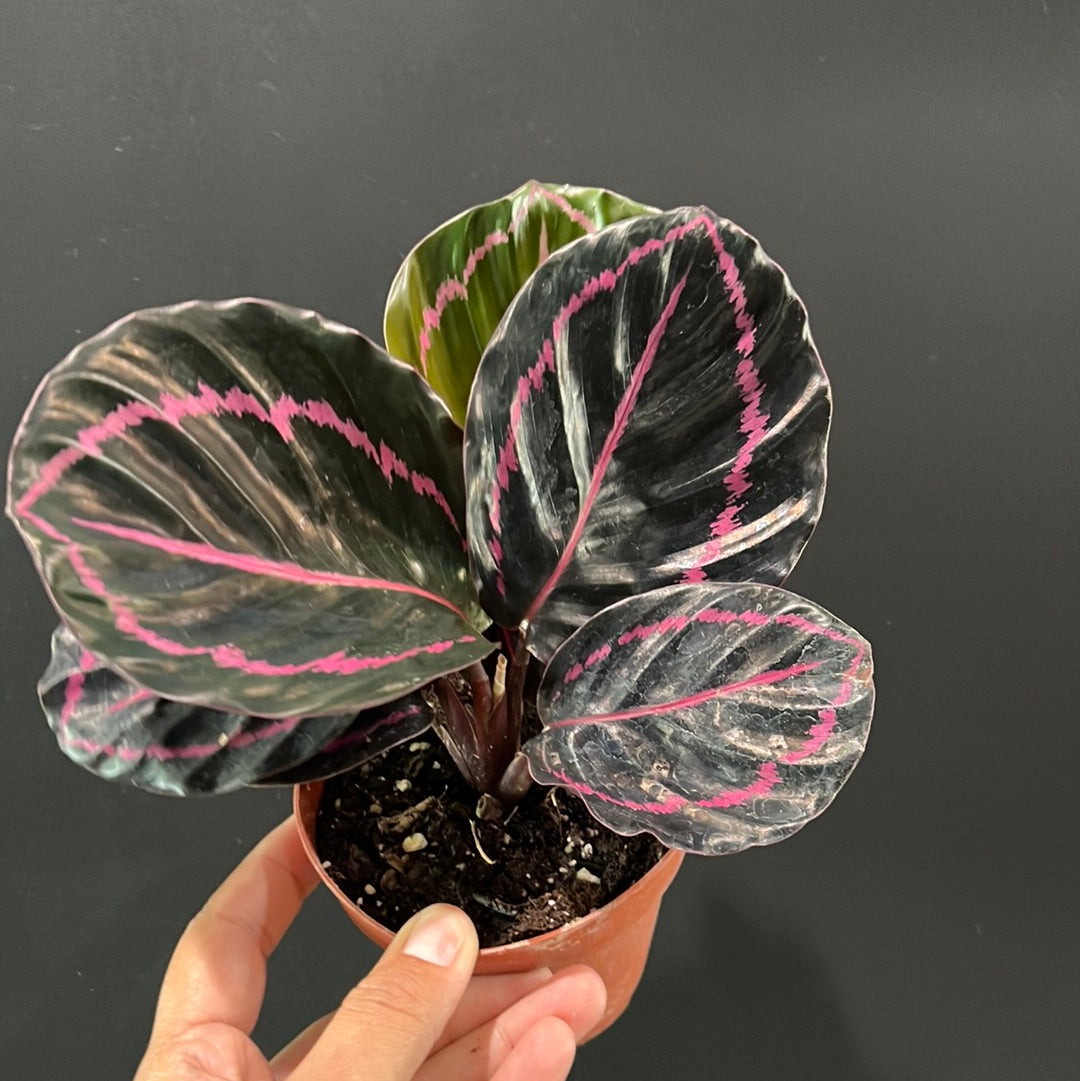 Calathea Assortment