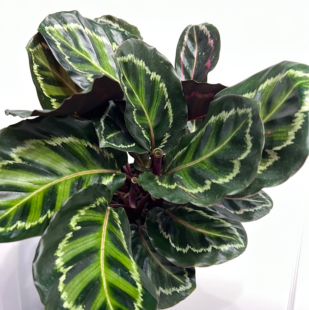 Calathea Assortment