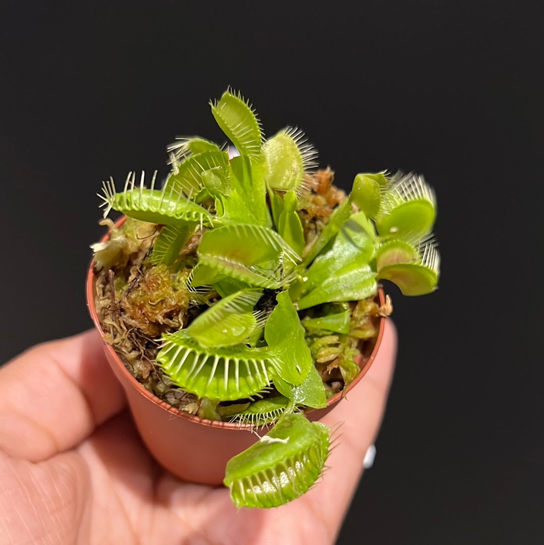Venus Fly Trap- Dionaea muscipula