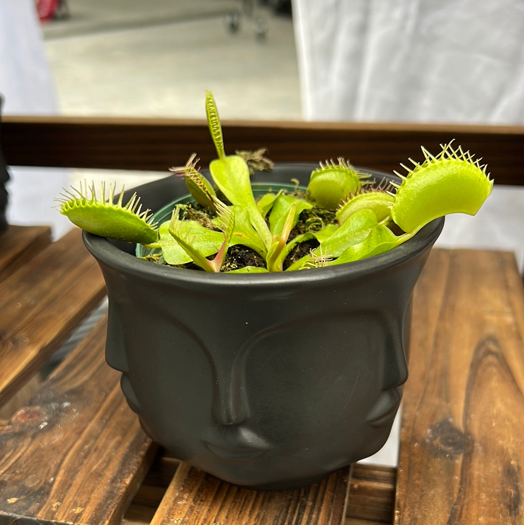 Venus Fly Trap- Dionaea muscipula