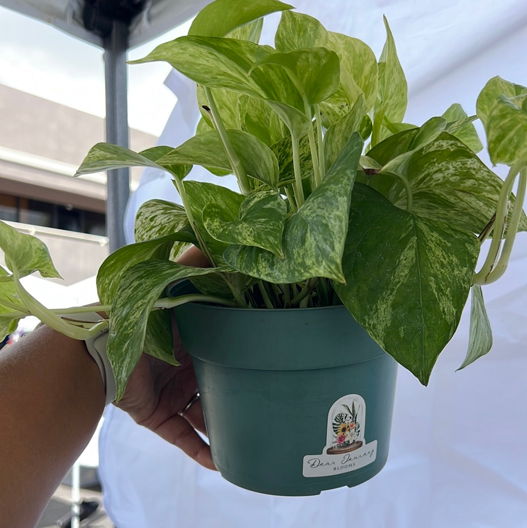 Marble Queen Pothos - Epipremnum aureum