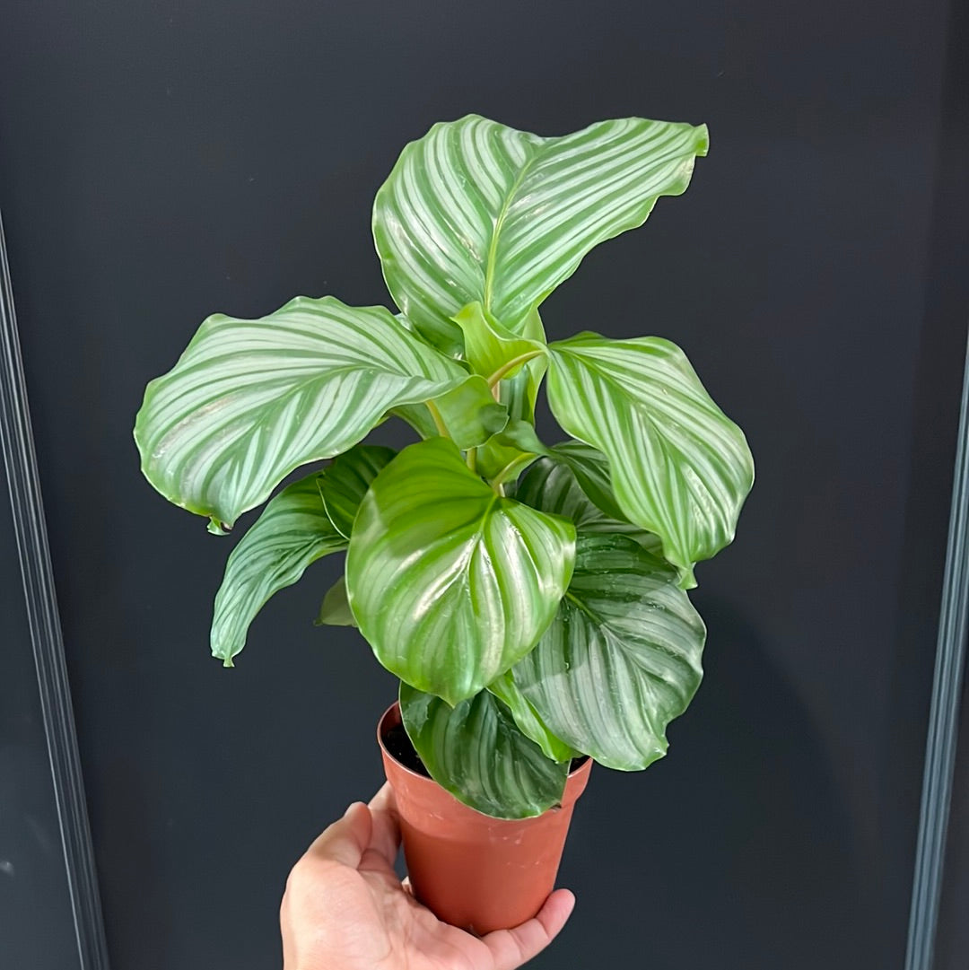 Calathea Assortment