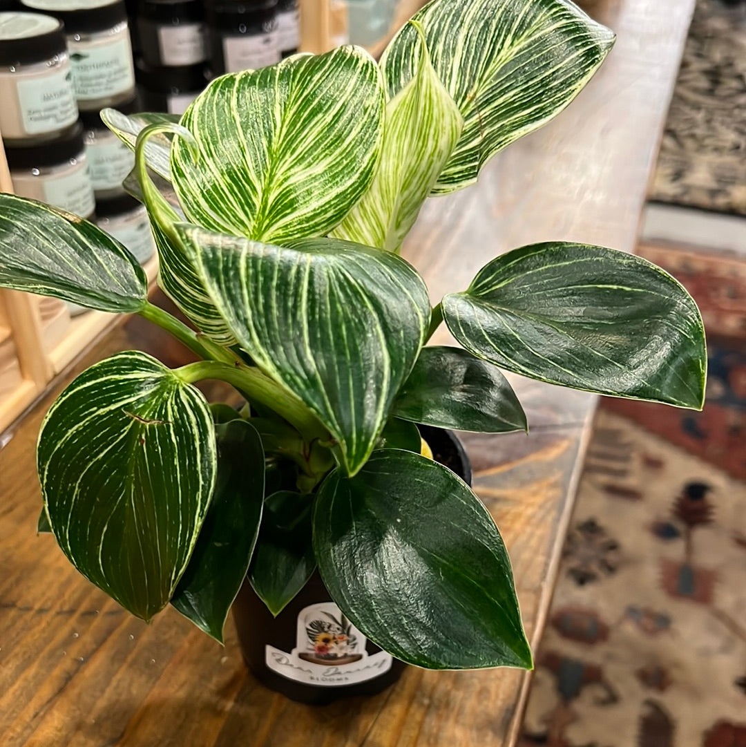Philodendron Birkin
