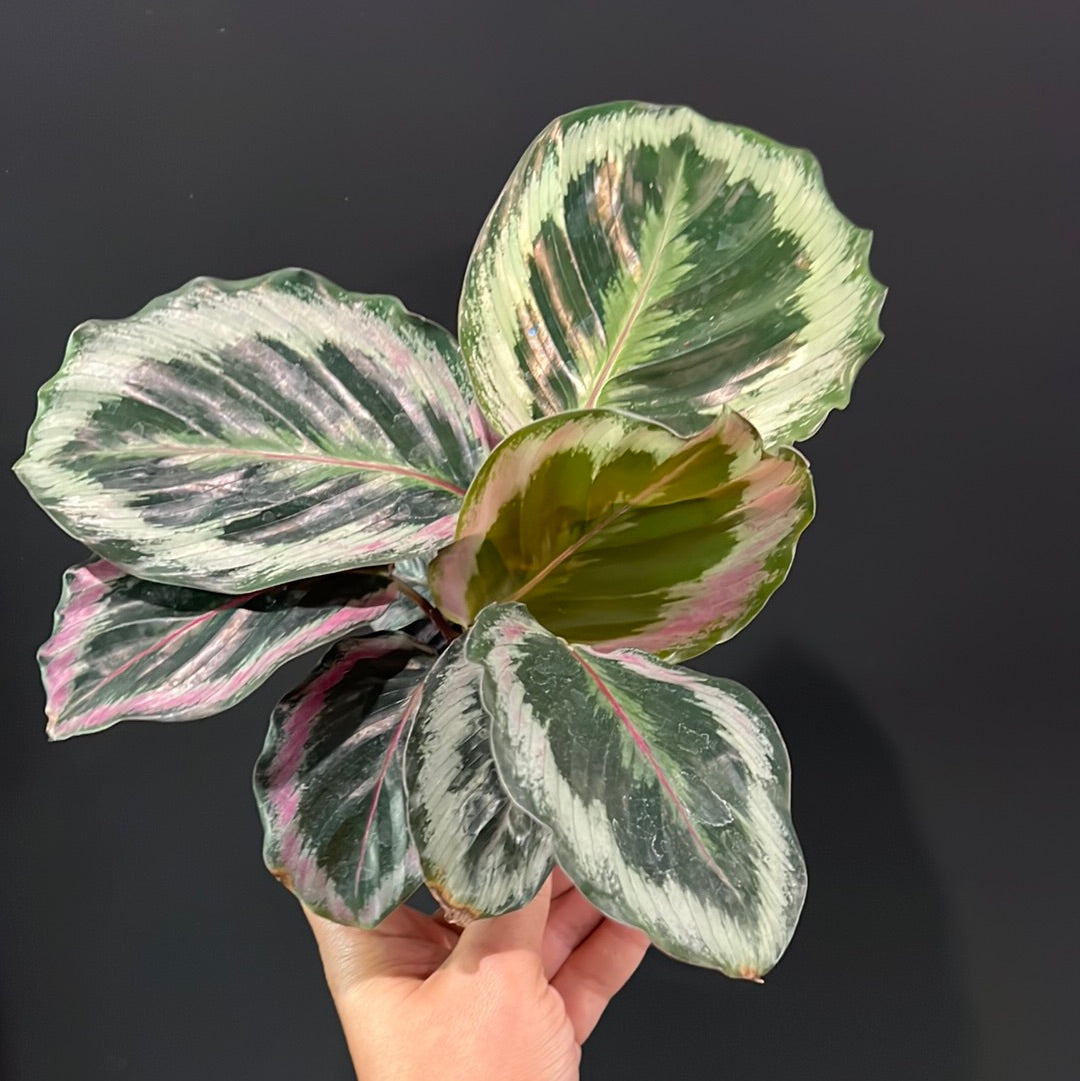 Calathea Assortment
