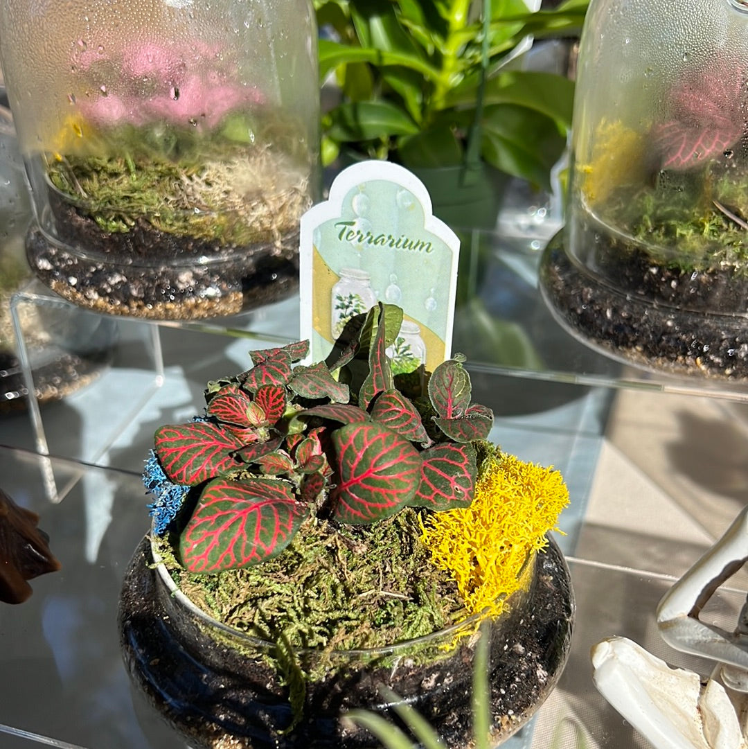 Glass Cloche Terrarium