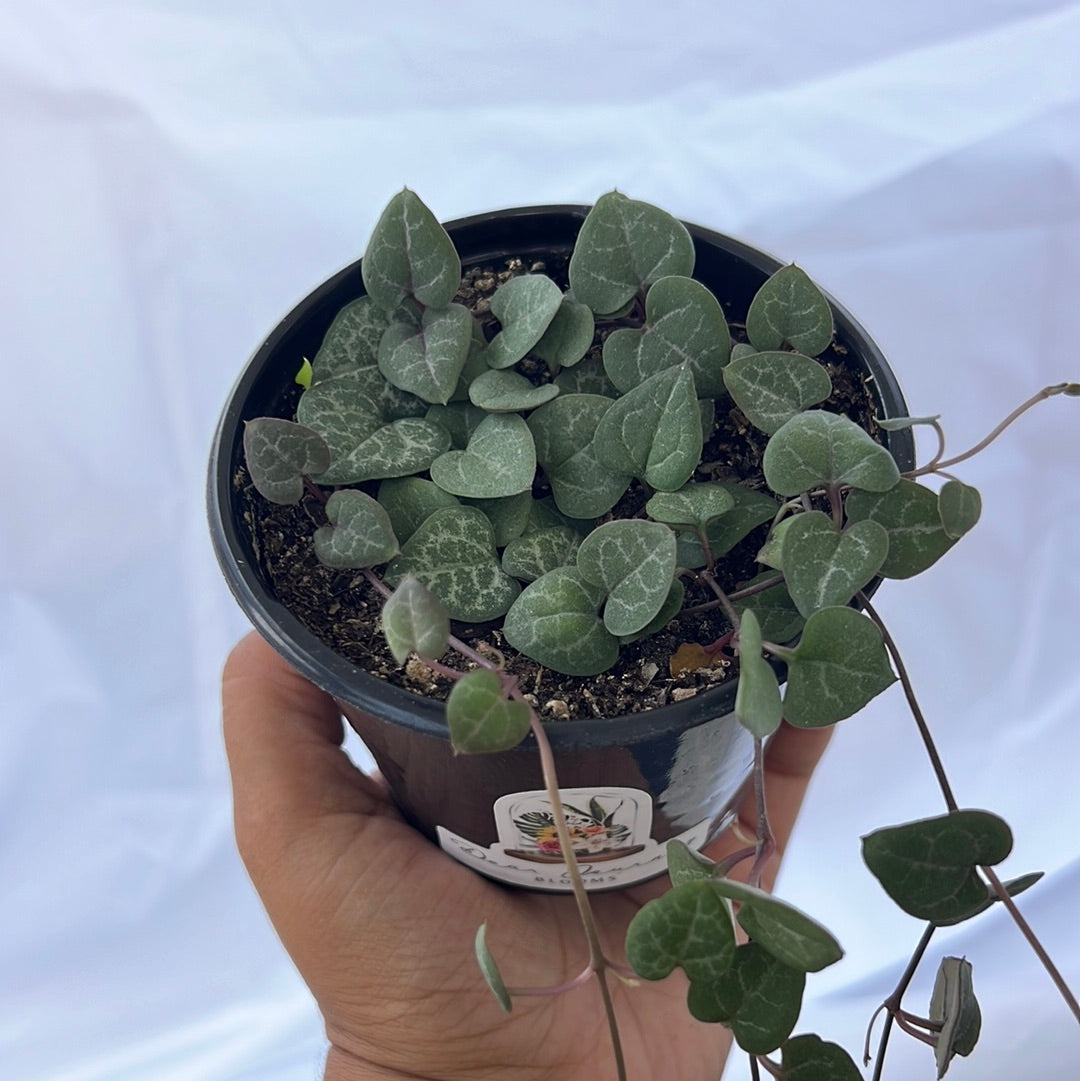 String of Hearts | Ceropegia Woodii | Chain of Hearts