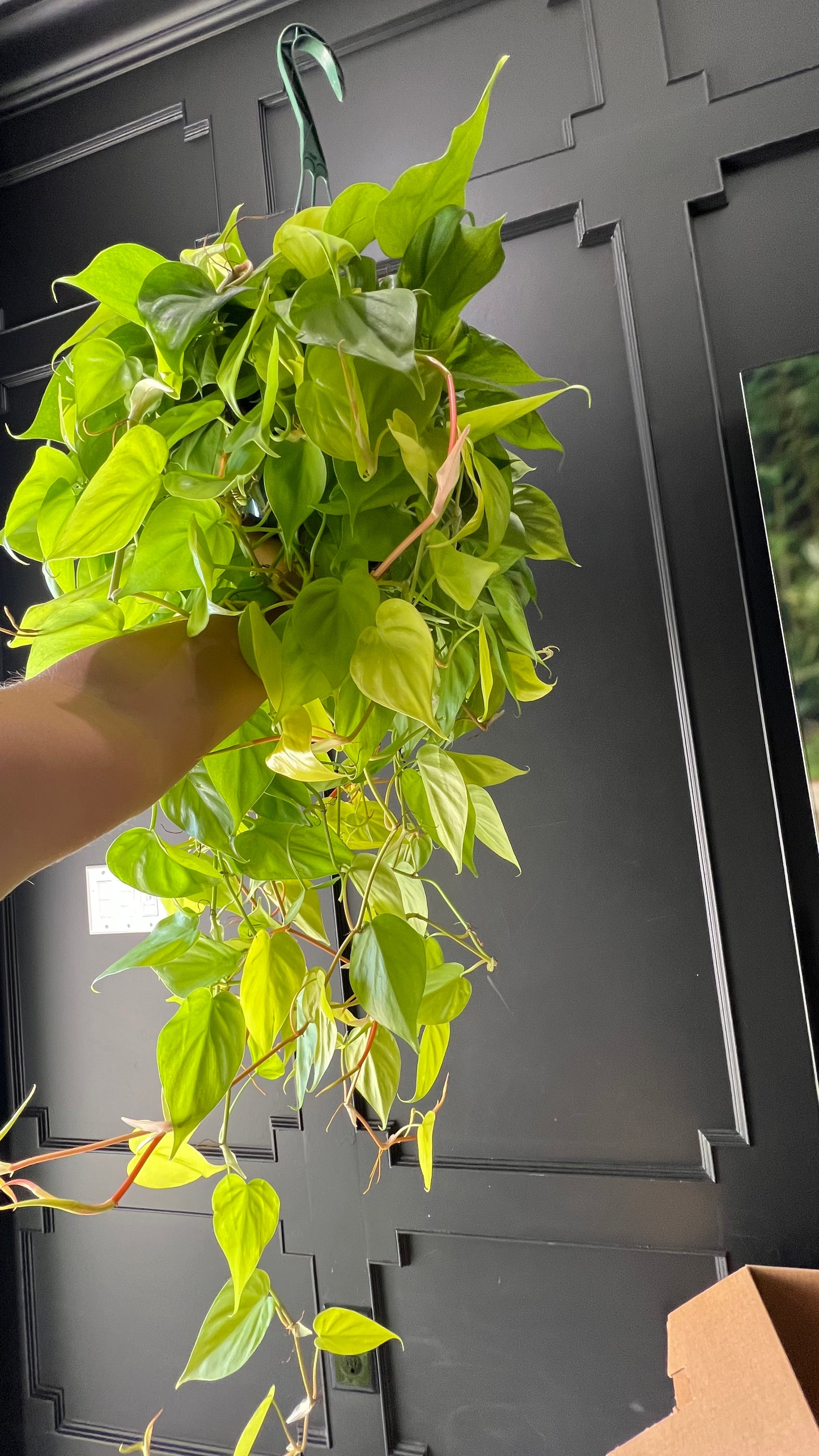 Philodendron Cordatum - Lemon Lime