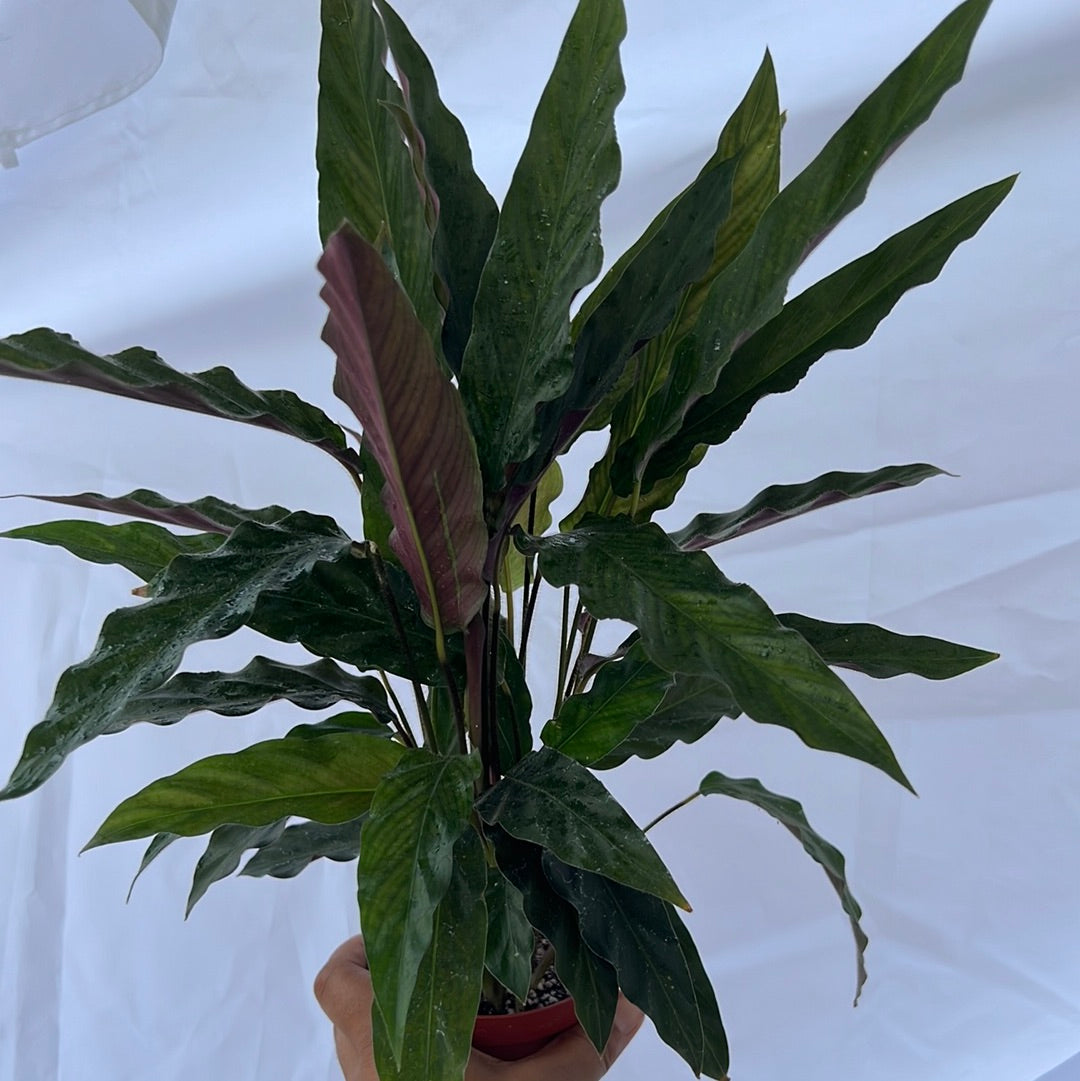 Calathea Assortment