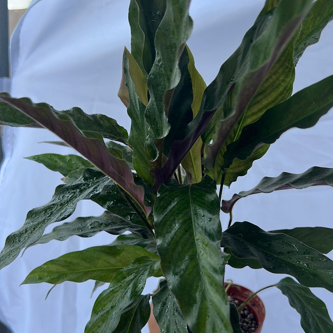 Calathea Assortment