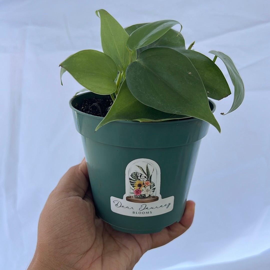 Philodendron Cordatum - Jade