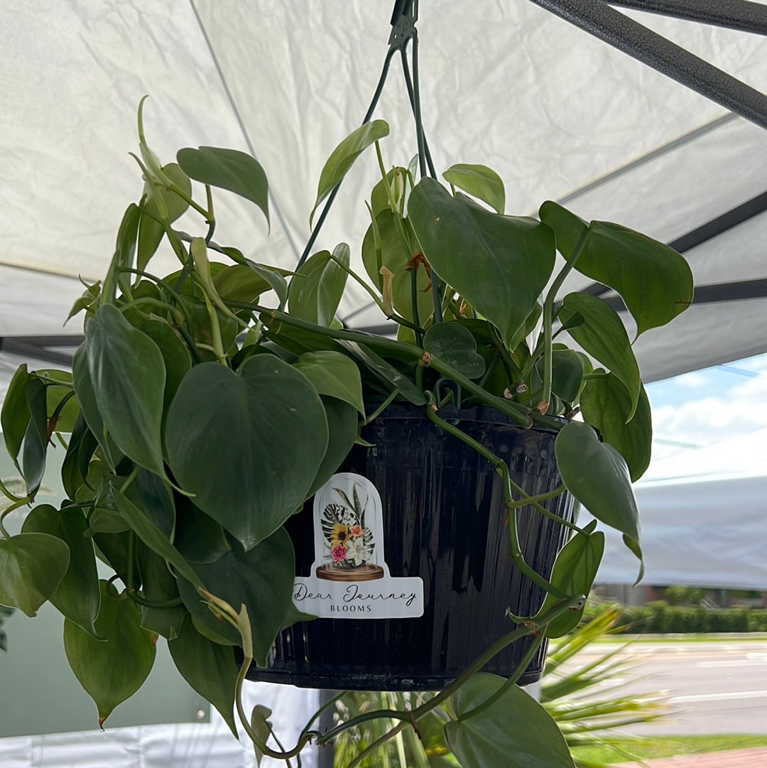 Philodendron Cordatum - Jade
