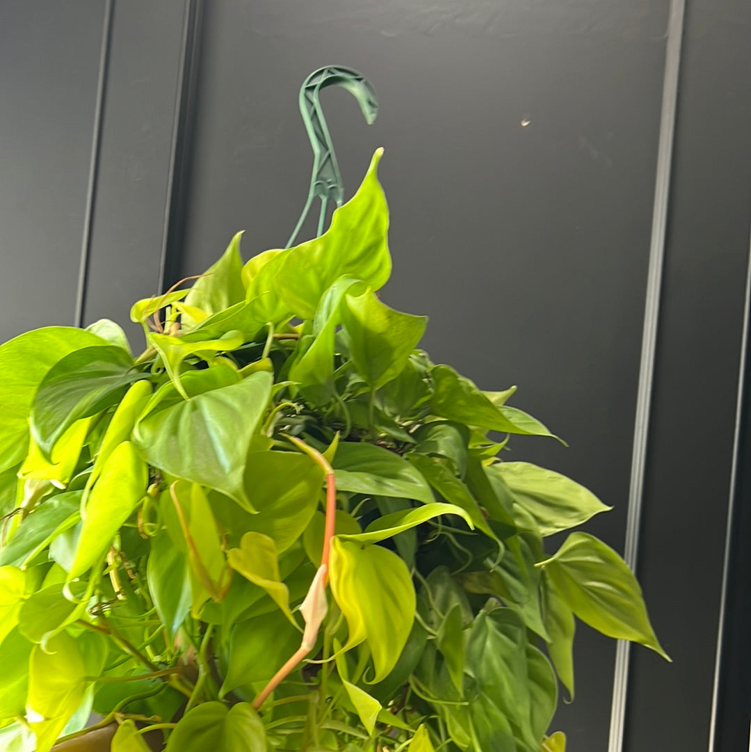 Philodendron Cordatum - Lemon Lime