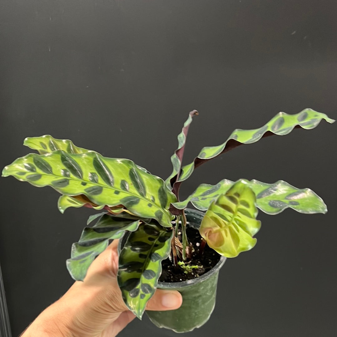 Calathea Assortment