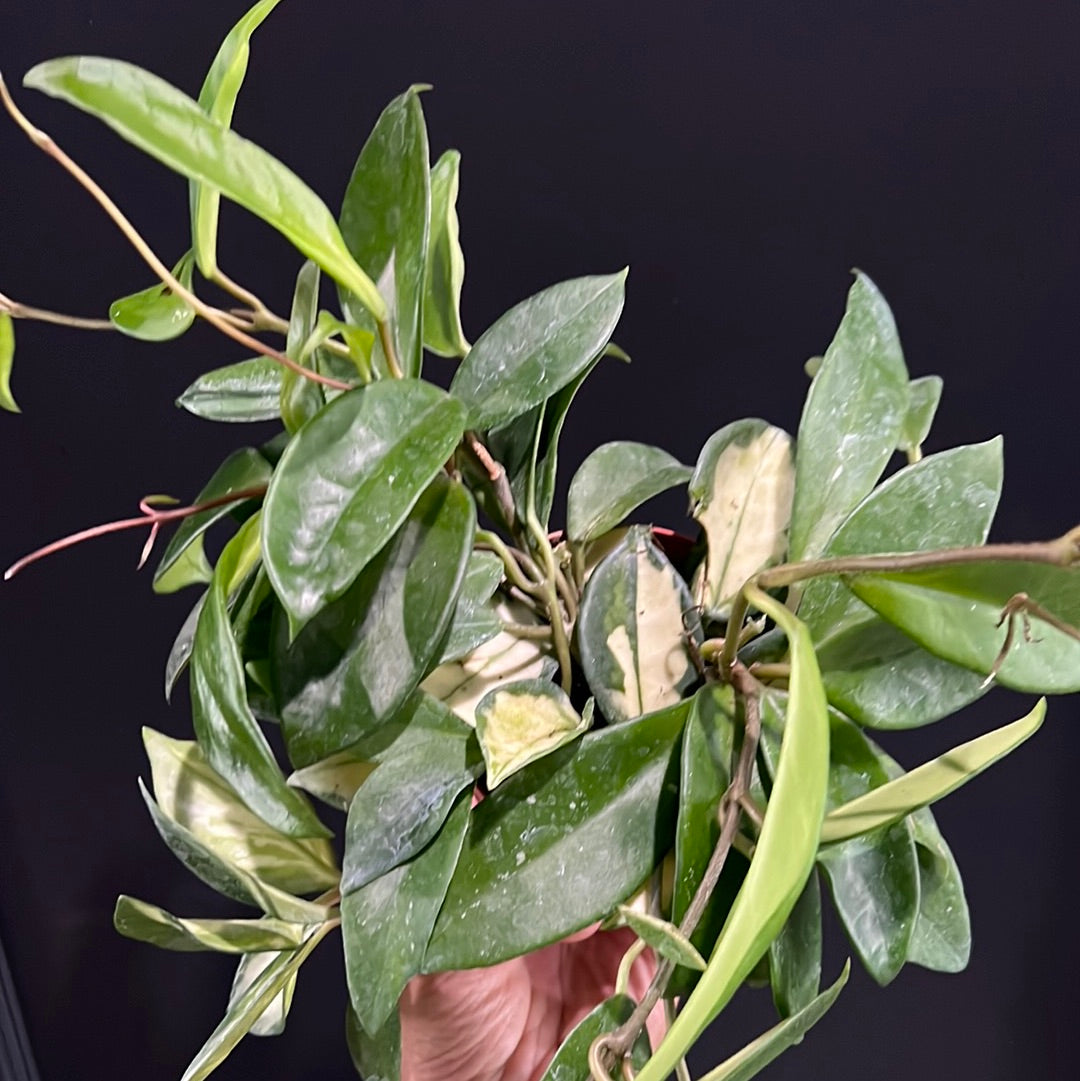 Hoya carnosa - 'Krimson Queen' and Princess