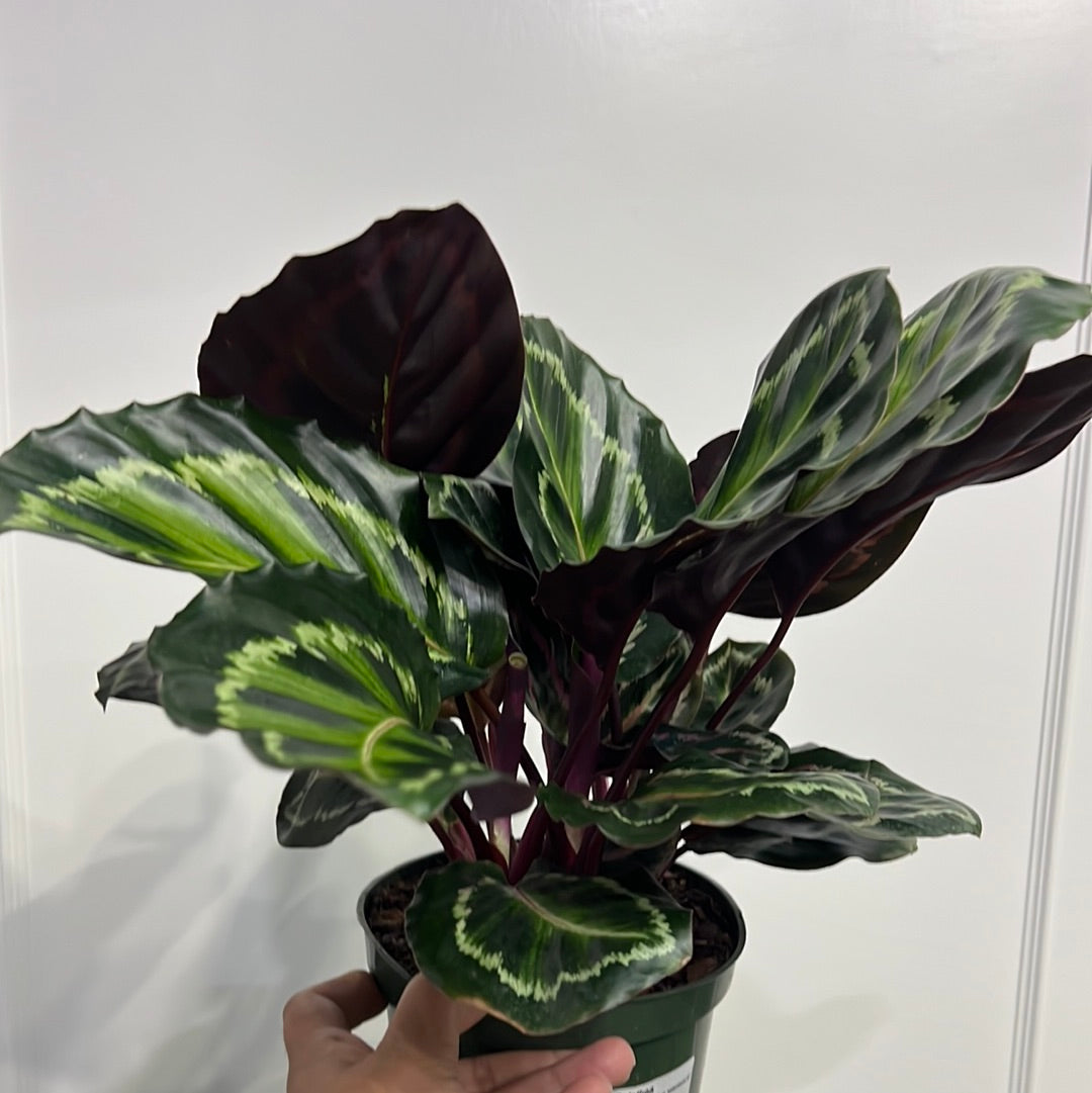 Calathea Assortment