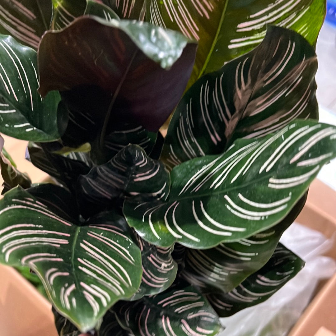 Calathea Assortment