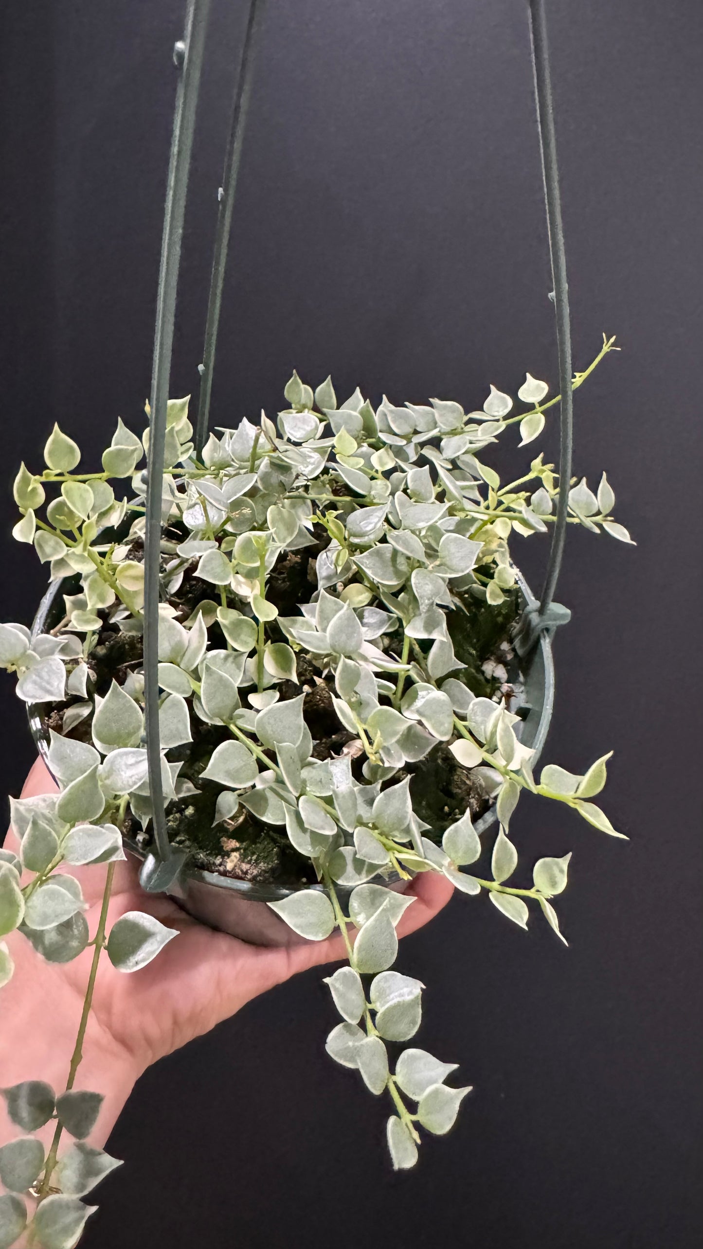 Dischidia ruscifolia Million Hearts