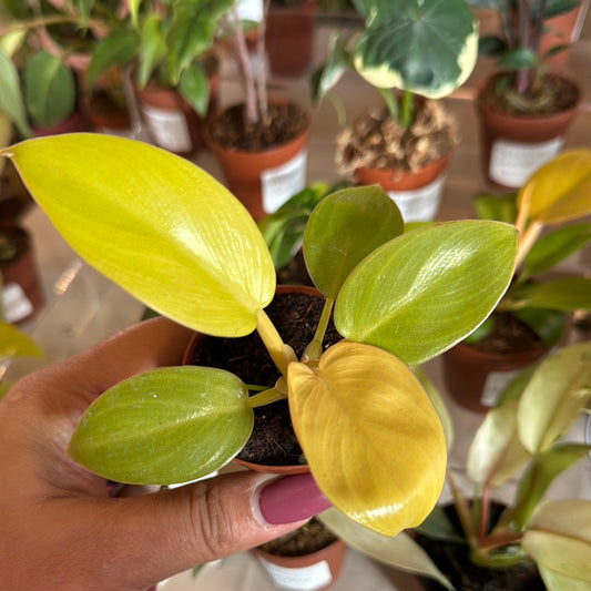 Philodendron -  Golden Melinonii
