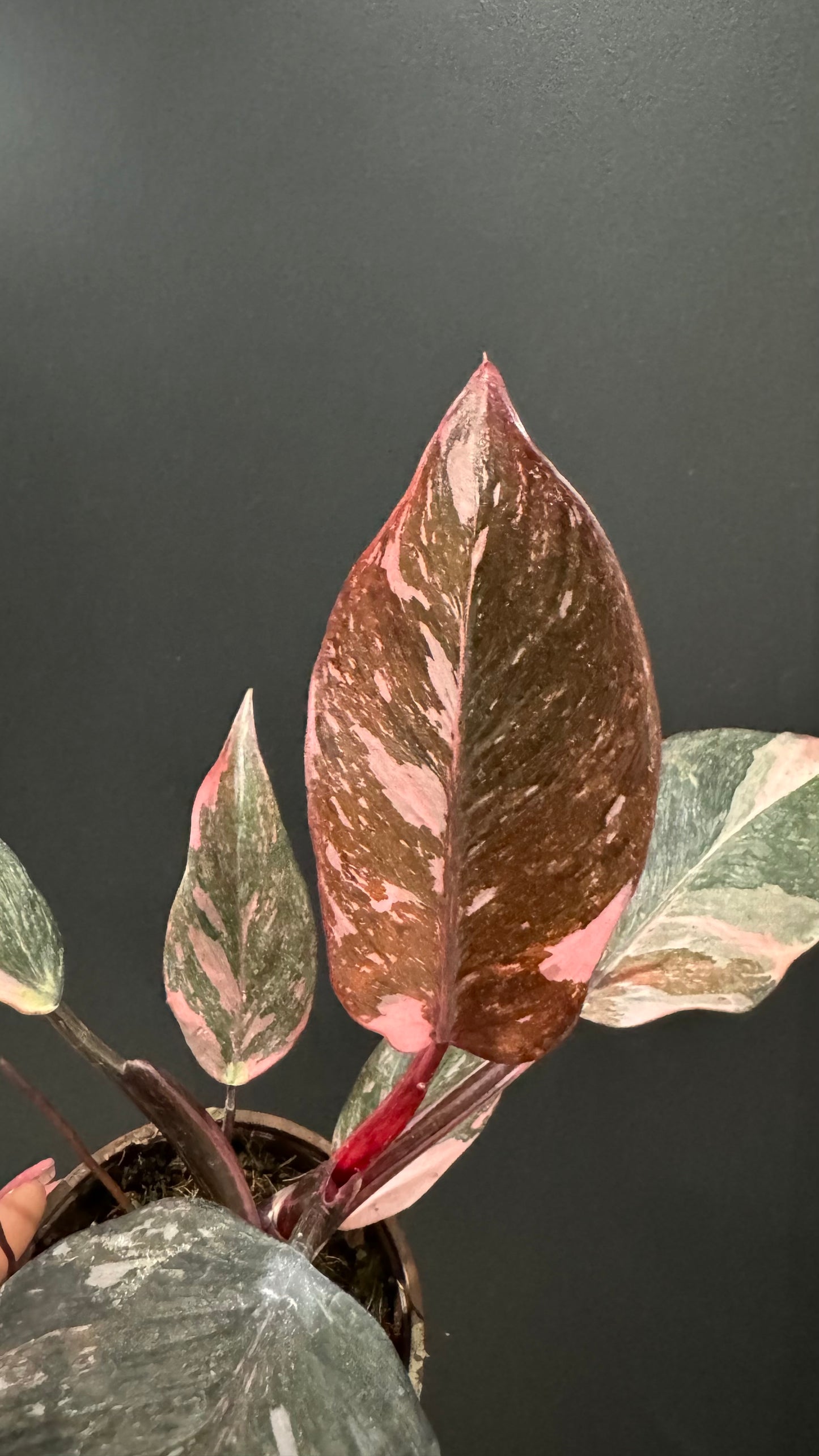 Philodendron Pink Princess Marble Galaxy