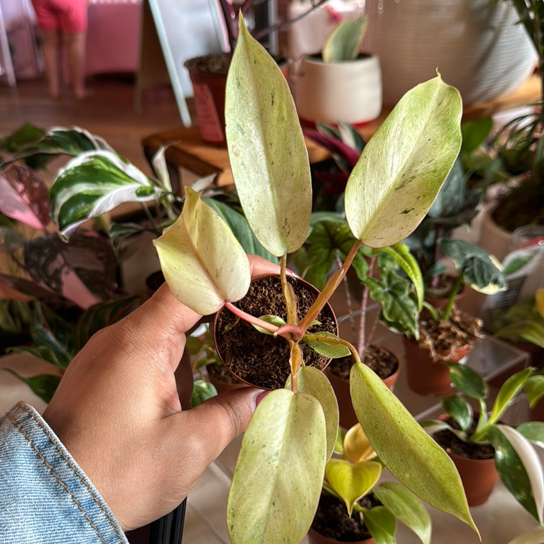 Philodendron Snow Drift