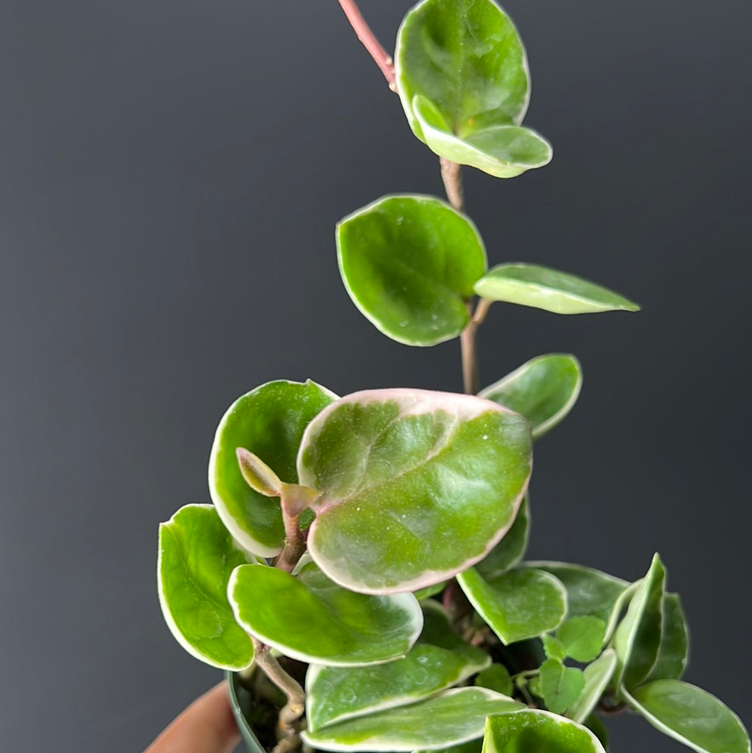Hoya carnosa -  'Krimson Queen'  and Princess