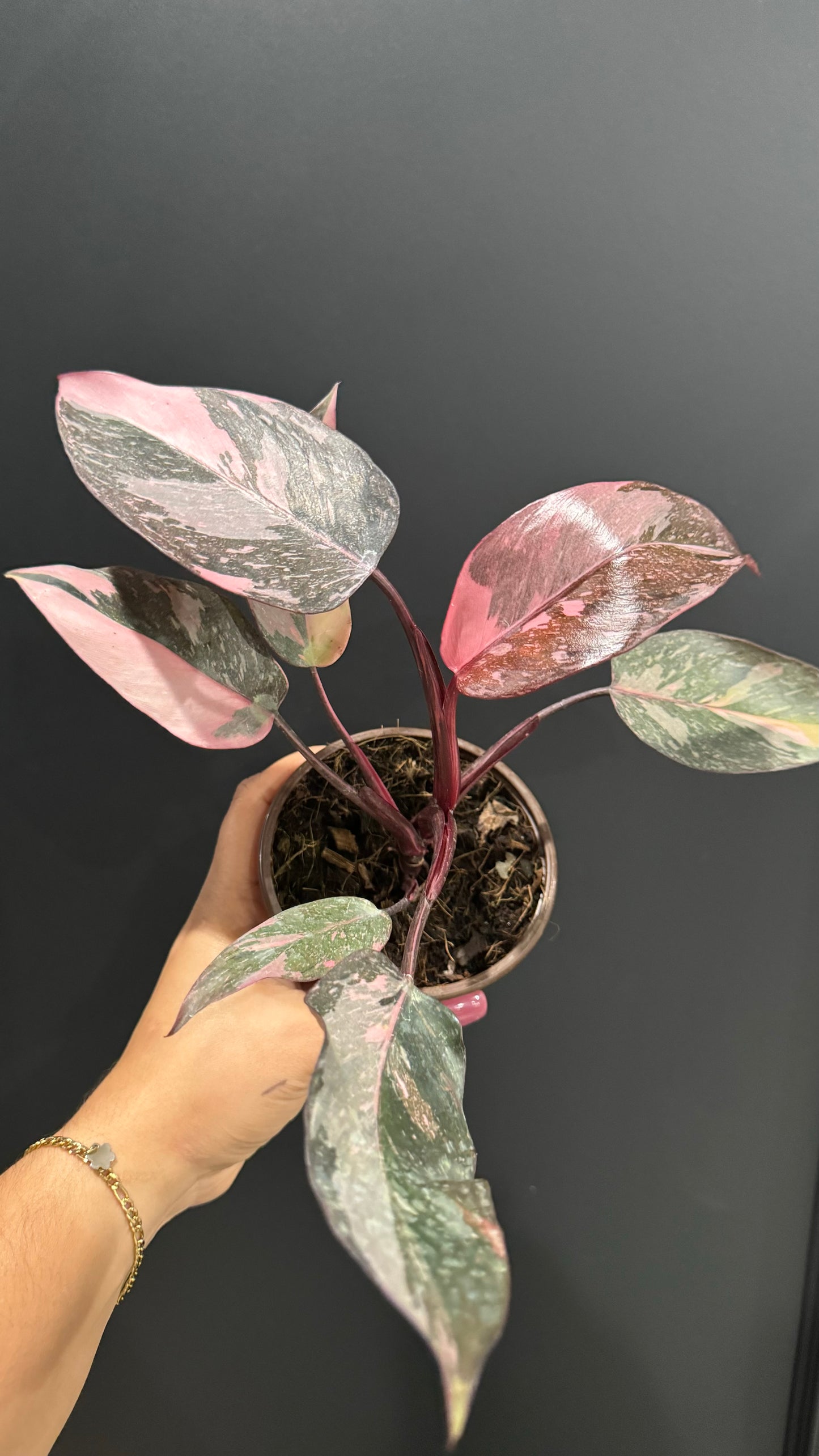 Philodendron Pink Princess Marble Galaxy