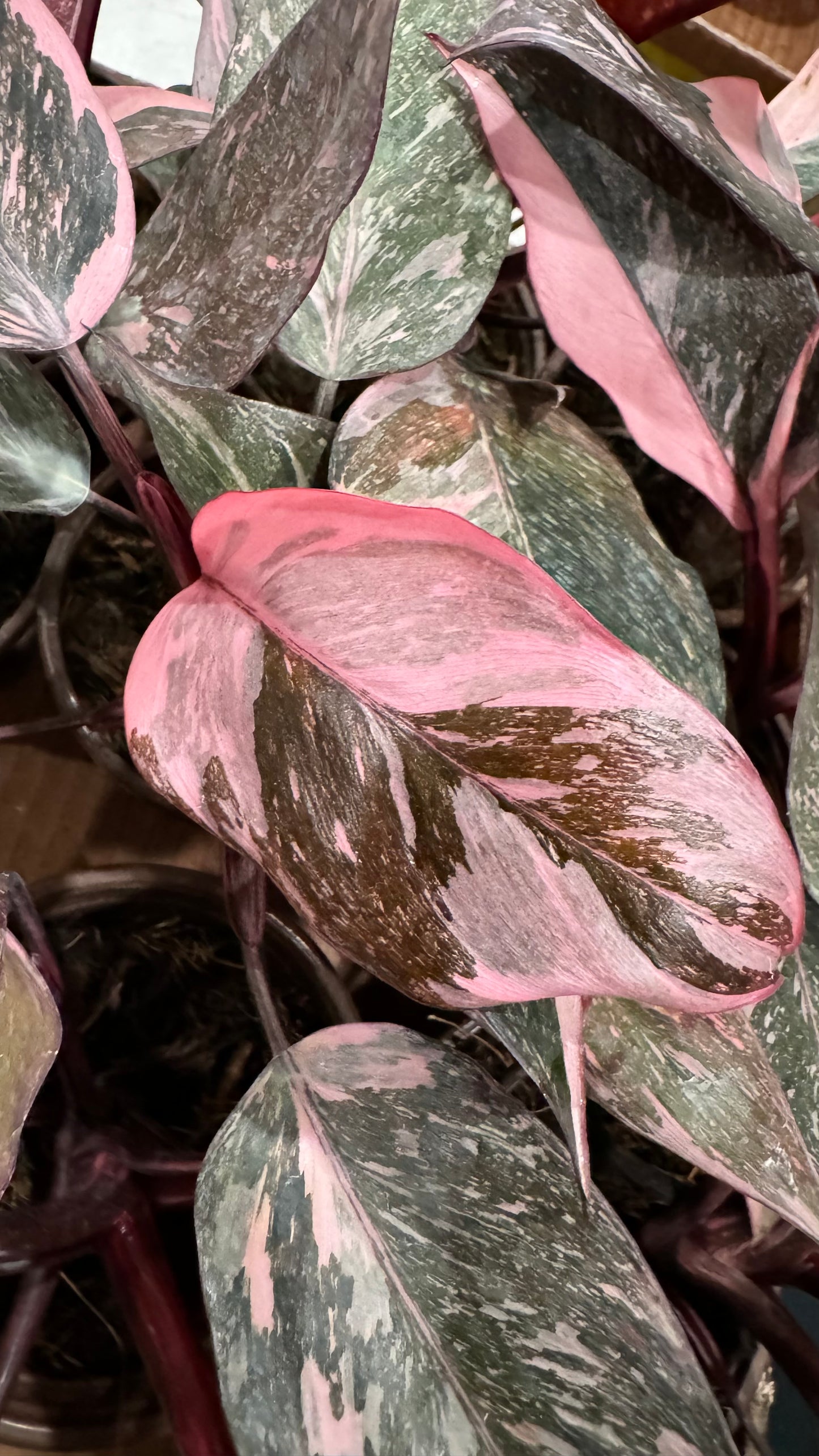 Philodendron Pink Princess Marble Galaxy