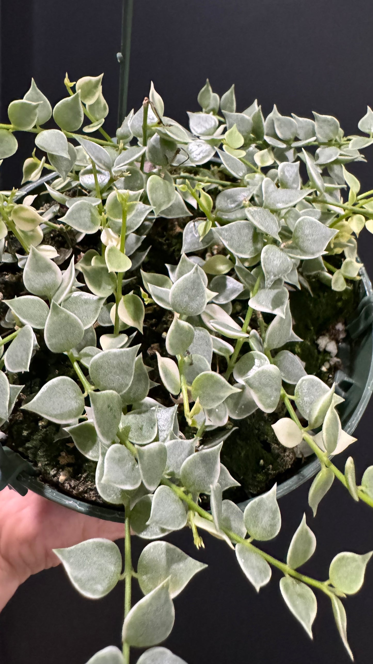Dischidia ruscifolia Million Hearts