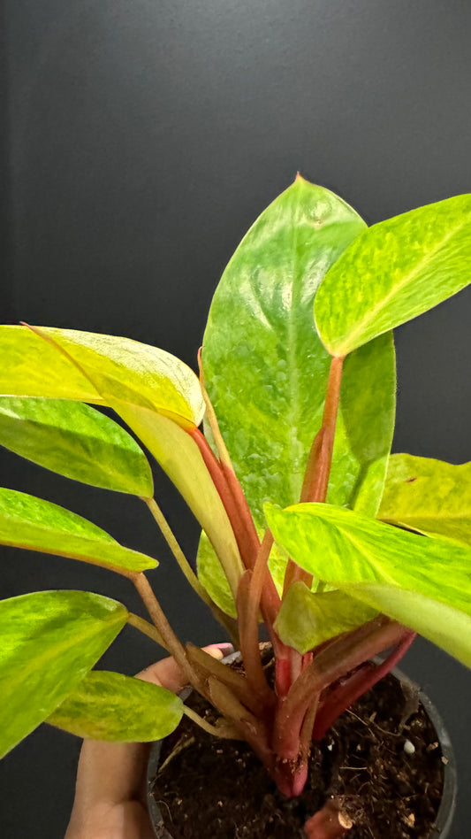 Philodendron Painted Lady