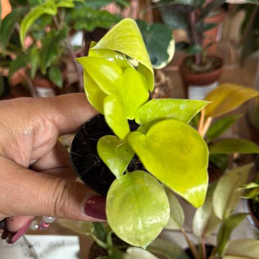 Philodendron Warscewiczii Aurea