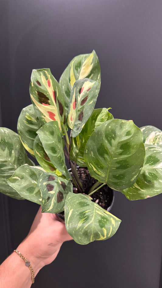 Maranta Beauty Kim- Prayer Plant