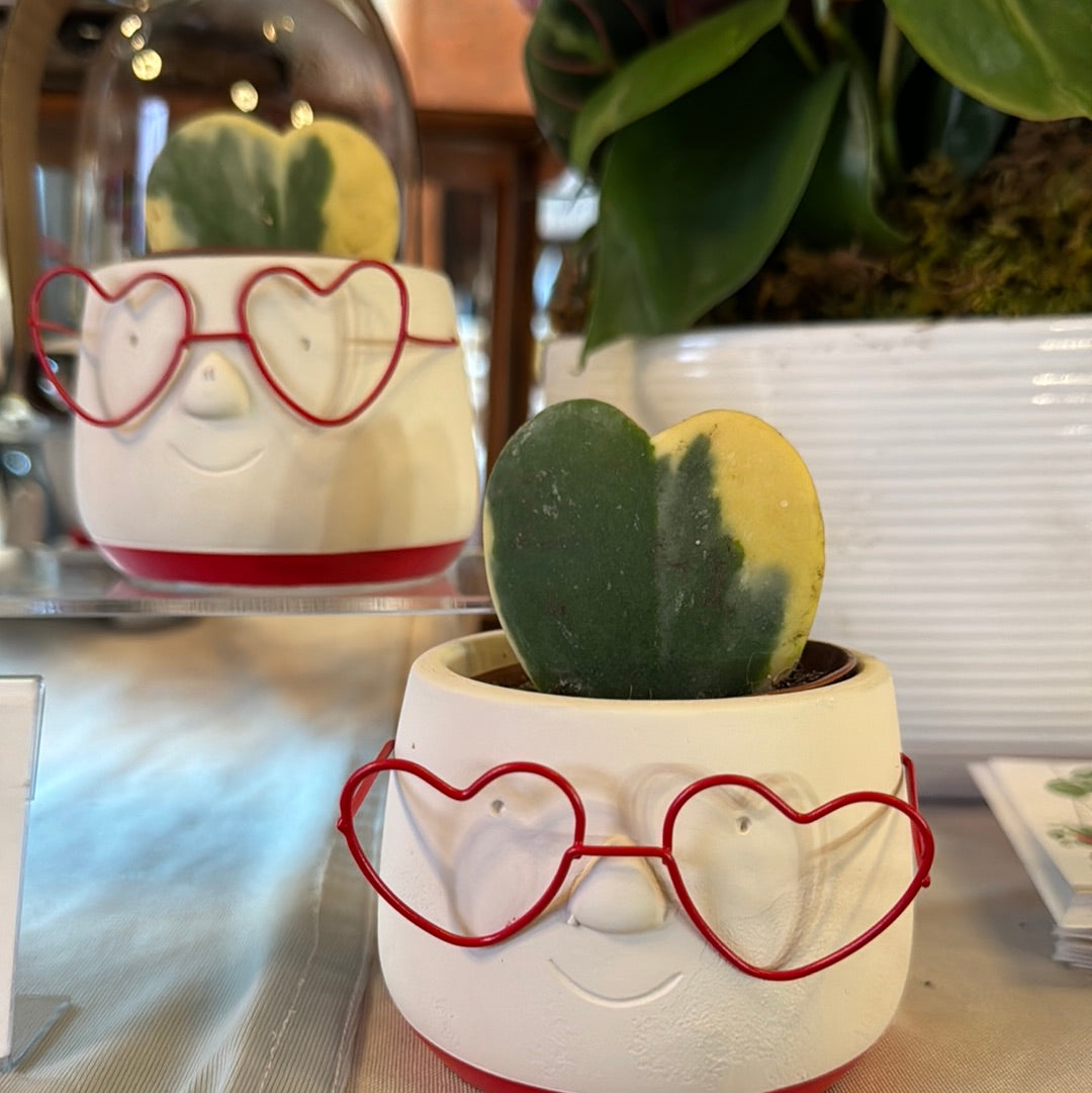 Heart Glasses with Hoya Kerri Variegated