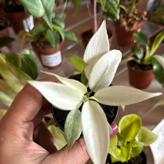 Philodendron Florida Ghost Mint