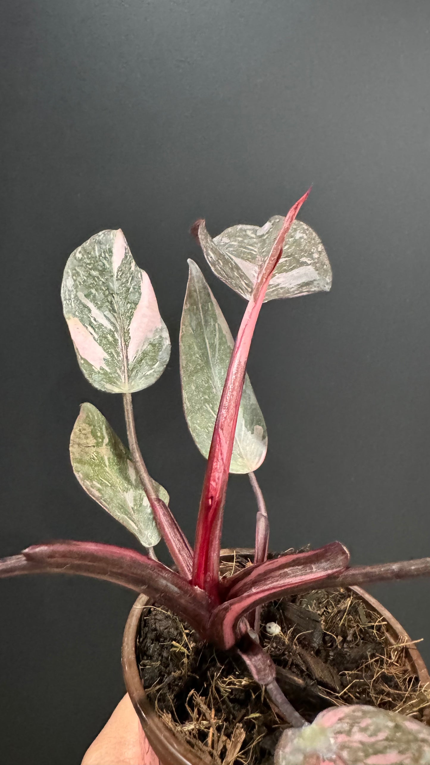 Philodendron Pink Princess Marble Galaxy